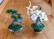 HAKONE ART BONSAI 5