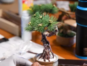HAKONE ART BONSAI 2