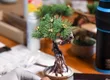 HAKONE ART BONSAI 2