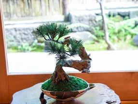 HAKONE ART BONSAI 6