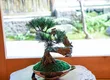 HAKONE ART BONSAI 6
