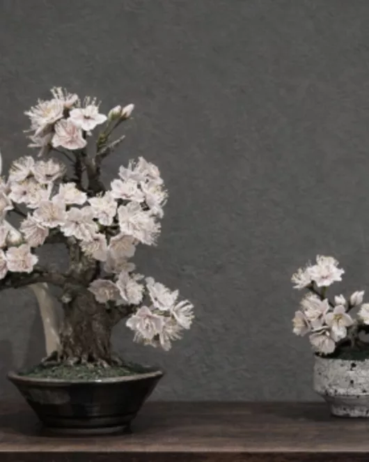 Artbonsai 工作坊 B　日本代表之花 樱花盆栽