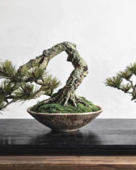 Artbonsai 워크숍 A 클래식 분재 소나무 분재